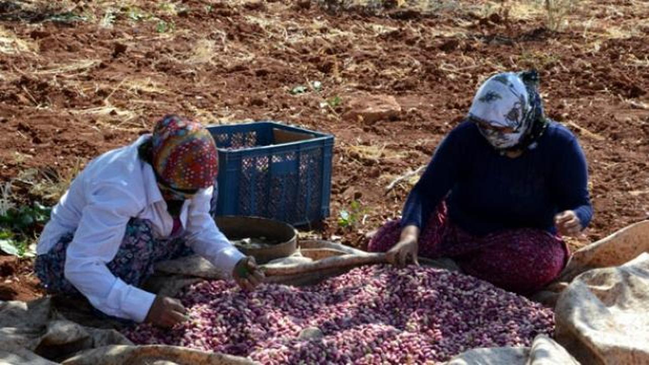 'Yeşil Altın' için hasat zamanı