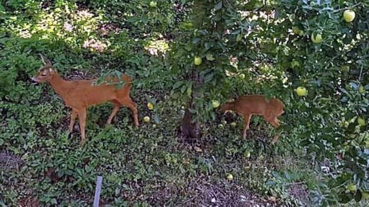 A&ccedil; kalınca şehir merkezine indiler