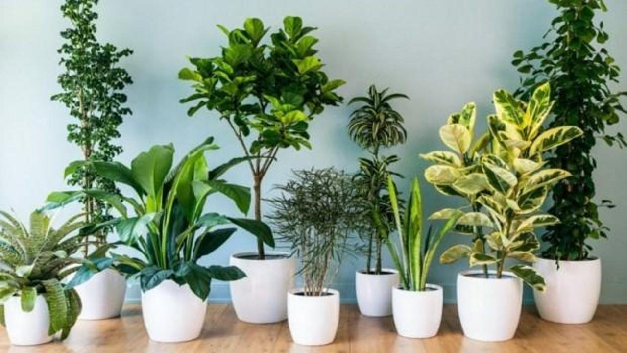 Bakımı kolay olan 8 bitki