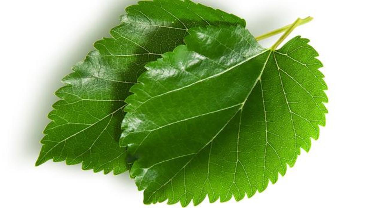 Dut yaprağının faydaları nelerdir? Dut yaprağı çayı nasıl yapılır?
