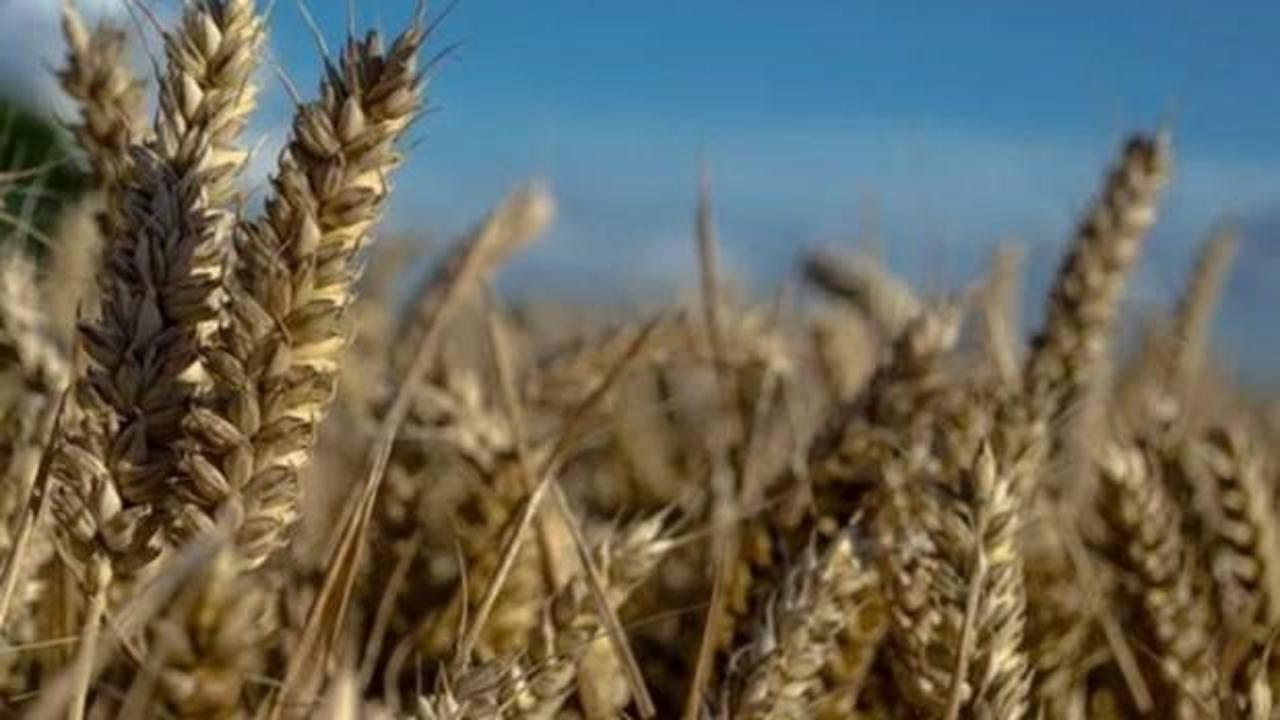 TMO'dan buğday açıklaması