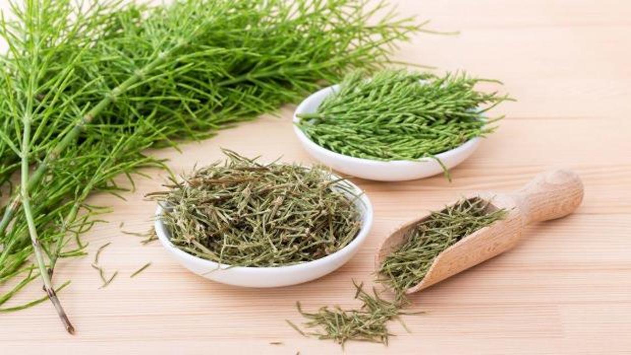 At kuyruğu otunun faydaları nelerdir?