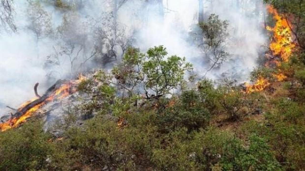 Milas'ta 5 dönüm ormanlık yandı