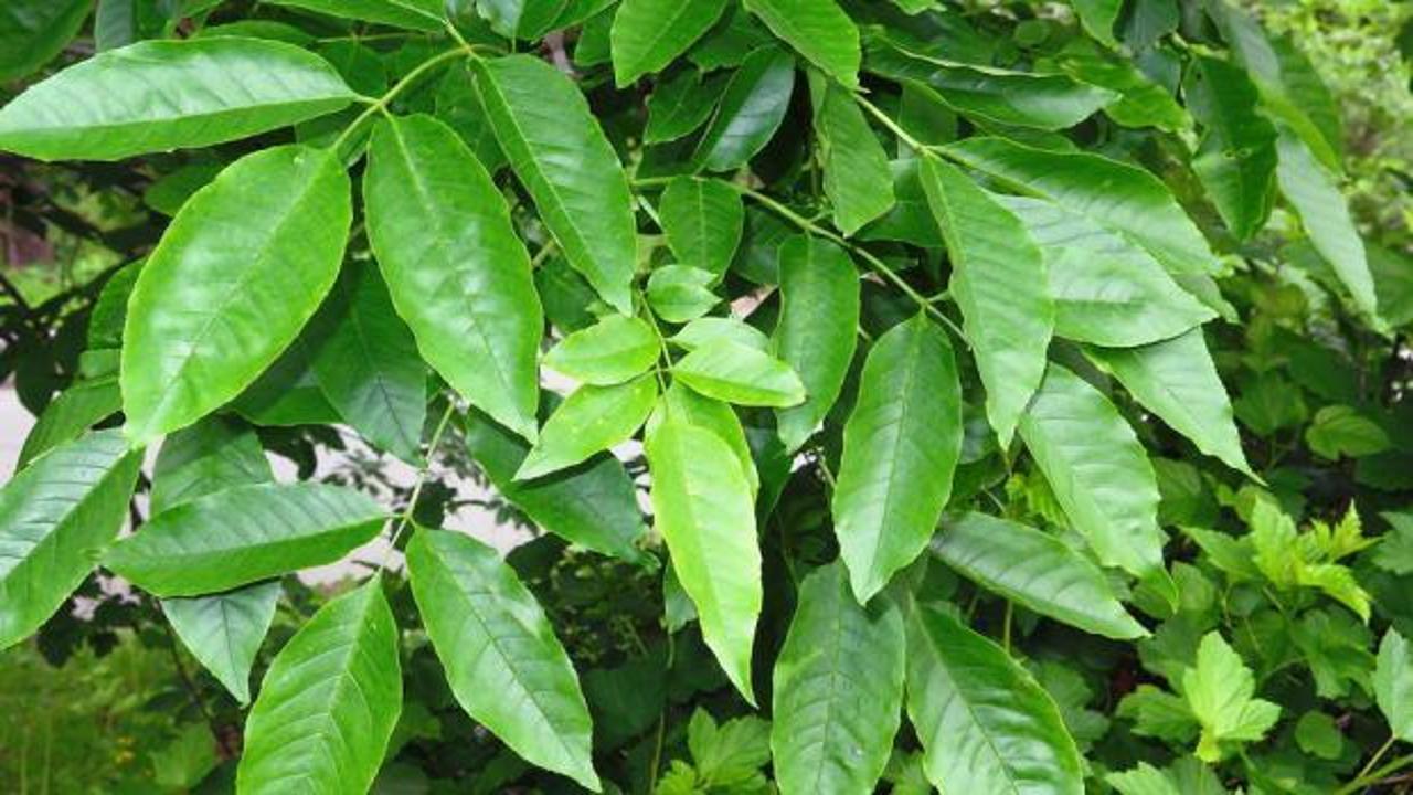 Eklem ağrılarını geçiren 'Diş budak'ın faydaları
