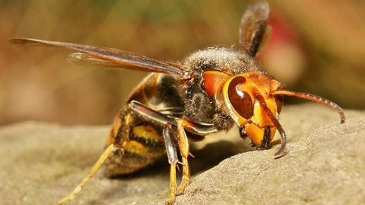 Japon eşek arıları Türkiye'de kabus oldu!