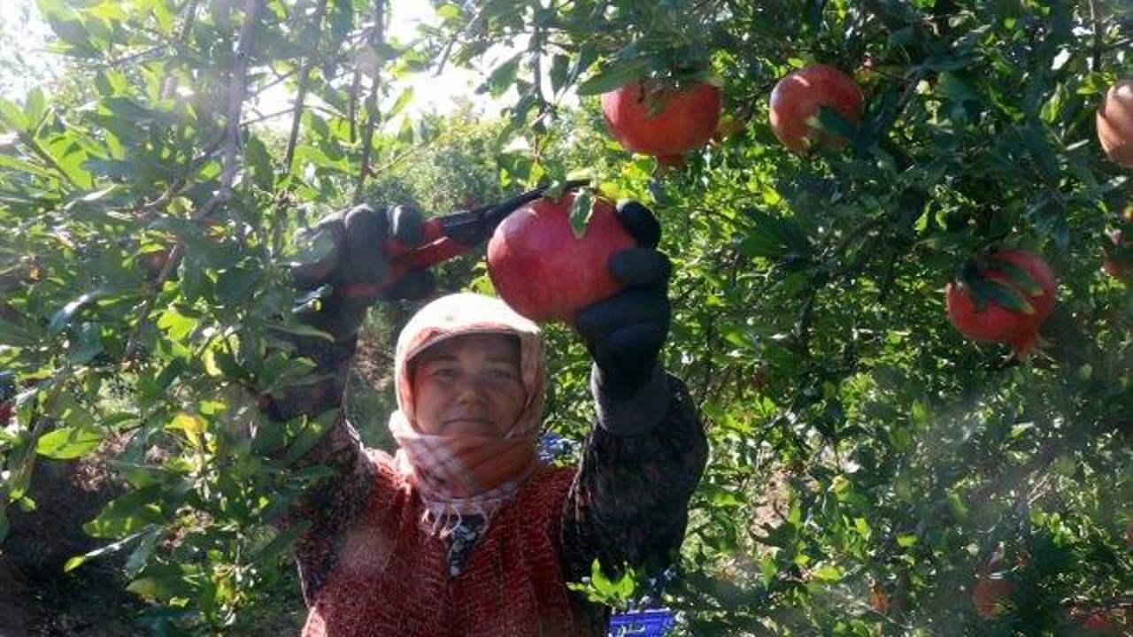 Aydın'da kadınların "nar" mesaisi