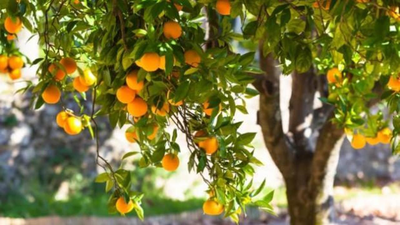 Frutaryen beslenme nedir?