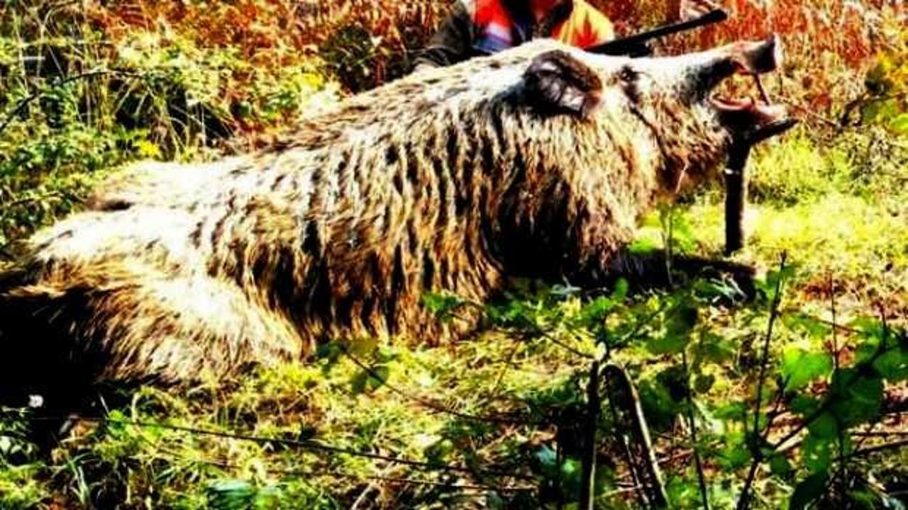 Sosyal medyayı salladı! Dev domuz...