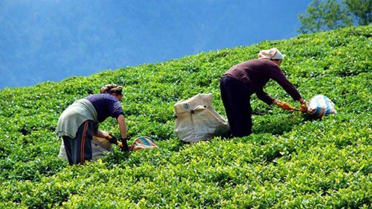 Türk çay ihracatının yarısı Rize'den