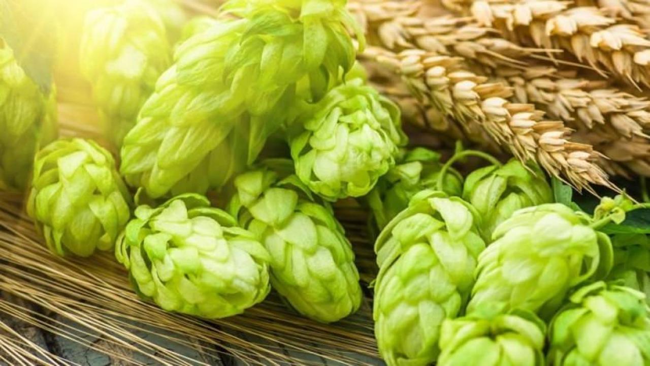 Şerbet&ccedil;i otunun faydaları nelerdir? Şerbet&ccedil;i otu nasıl kullanılır?