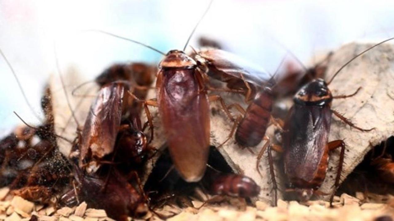 Hamam böceklerinden kurtulmanın kesin çözümü