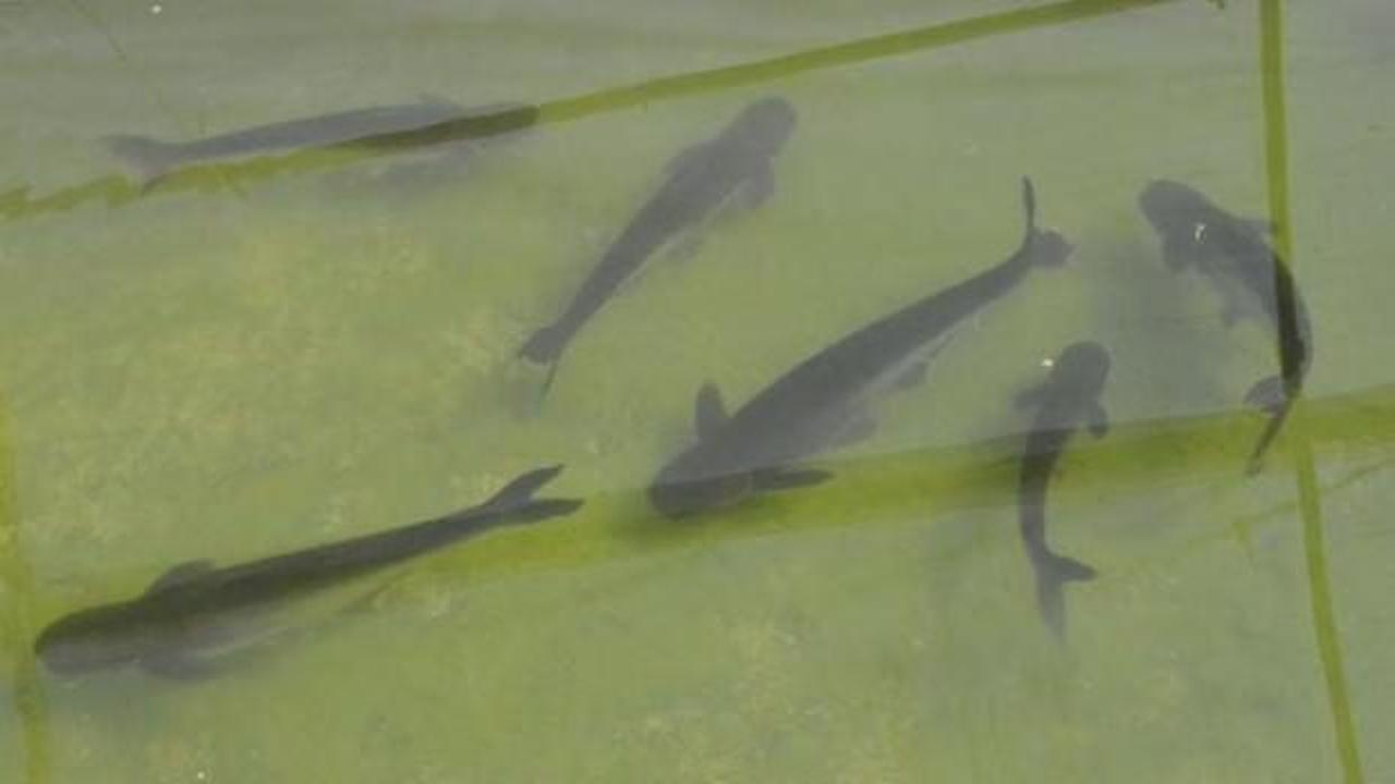 Tatlı suların k&ouml;pekbalığı Antalya'da