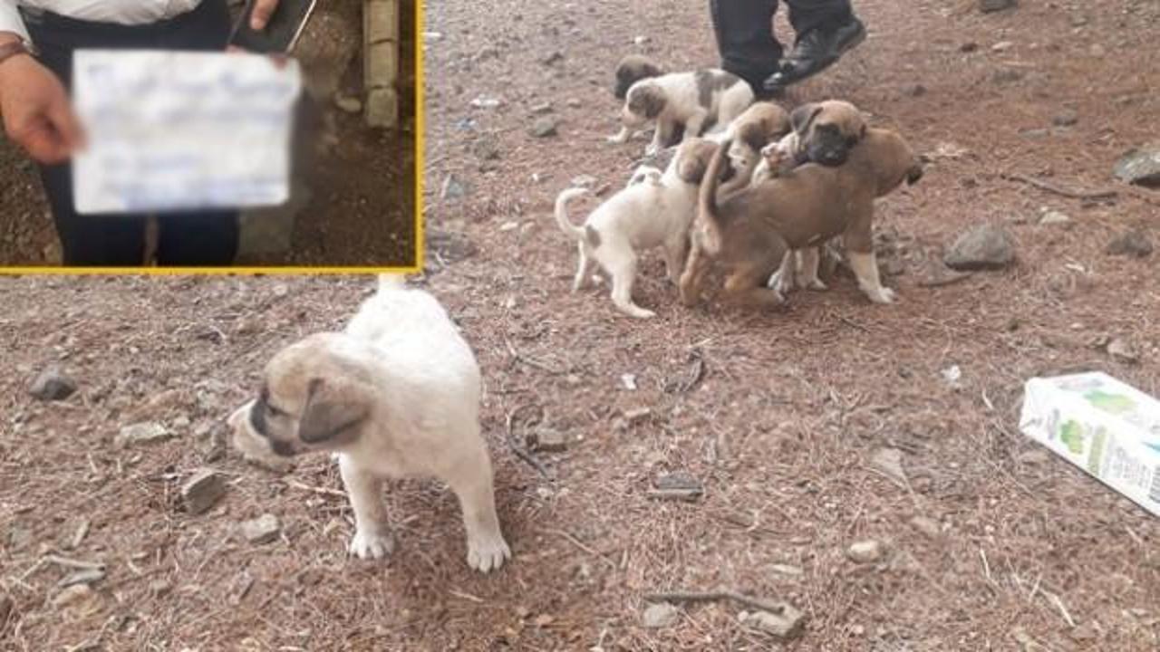 Yavru köpekler bu notla birlikte bulundu