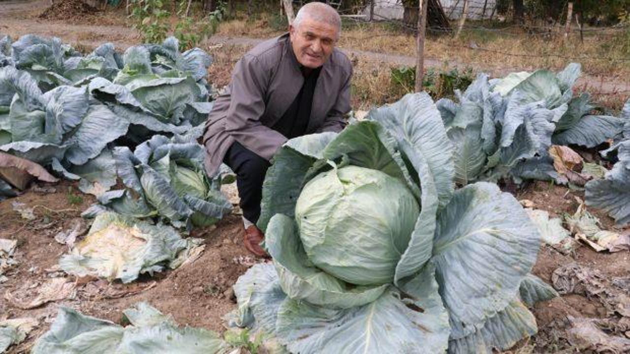 Yozgat'ta lahana hasatı sürüyor