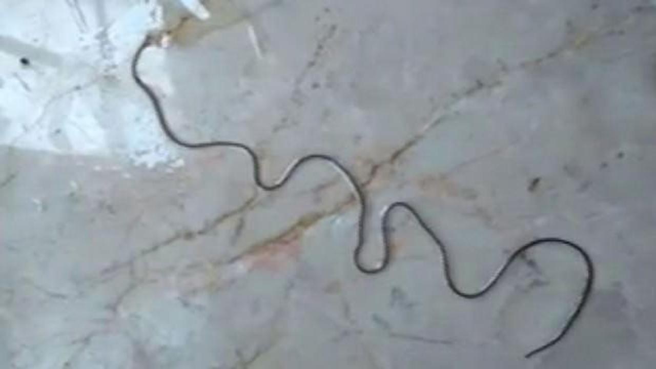 K&ouml;yl&uuml;ler g&ouml;r&uuml;nce şok oldu! &Ouml;ld&uuml;r&uuml;p ka&ccedil;ıyor