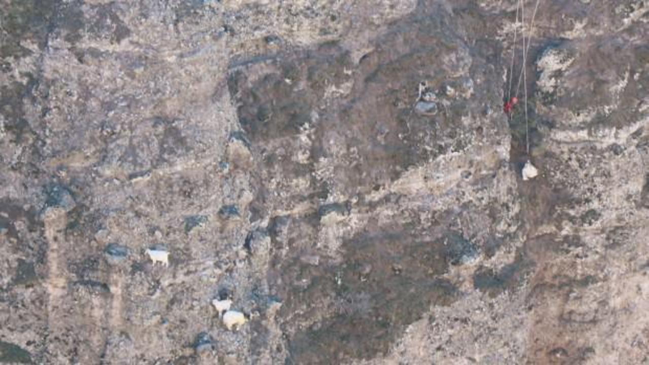 Kayalıklarda mahsur kalan ke&ccedil;iler kurtarıldı