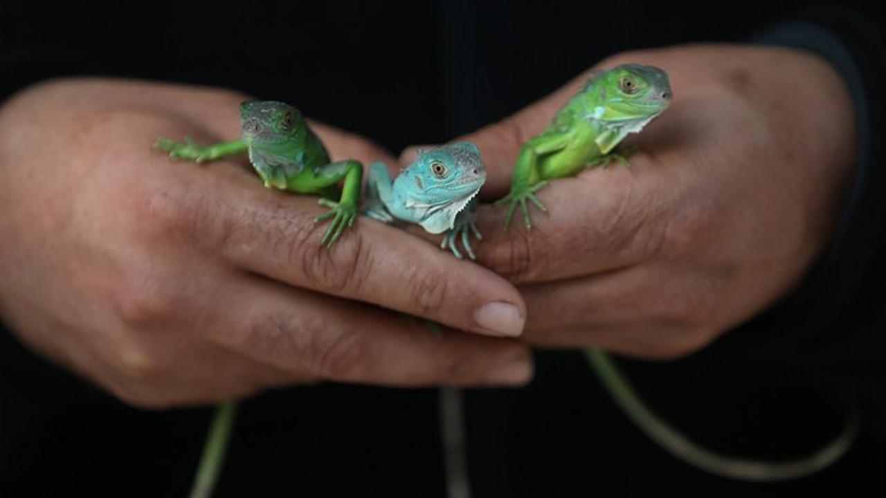 47 iguanayı elleri ile besliyor