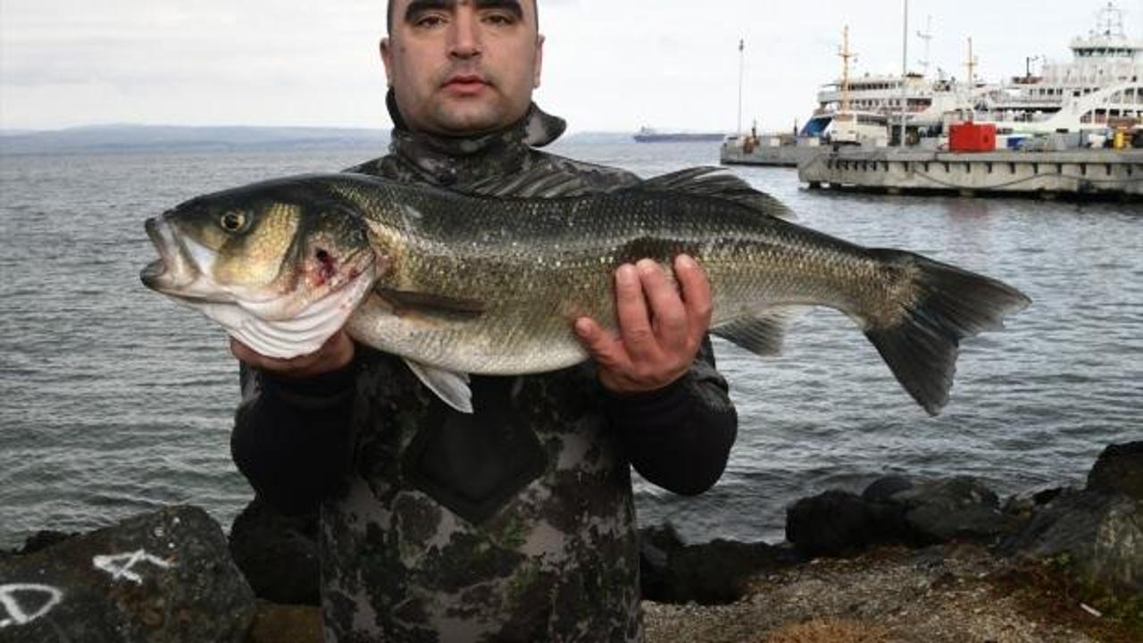 Çanakkale'de amatör balıkçı zıpkınla 11 kiloluk levrek avladı