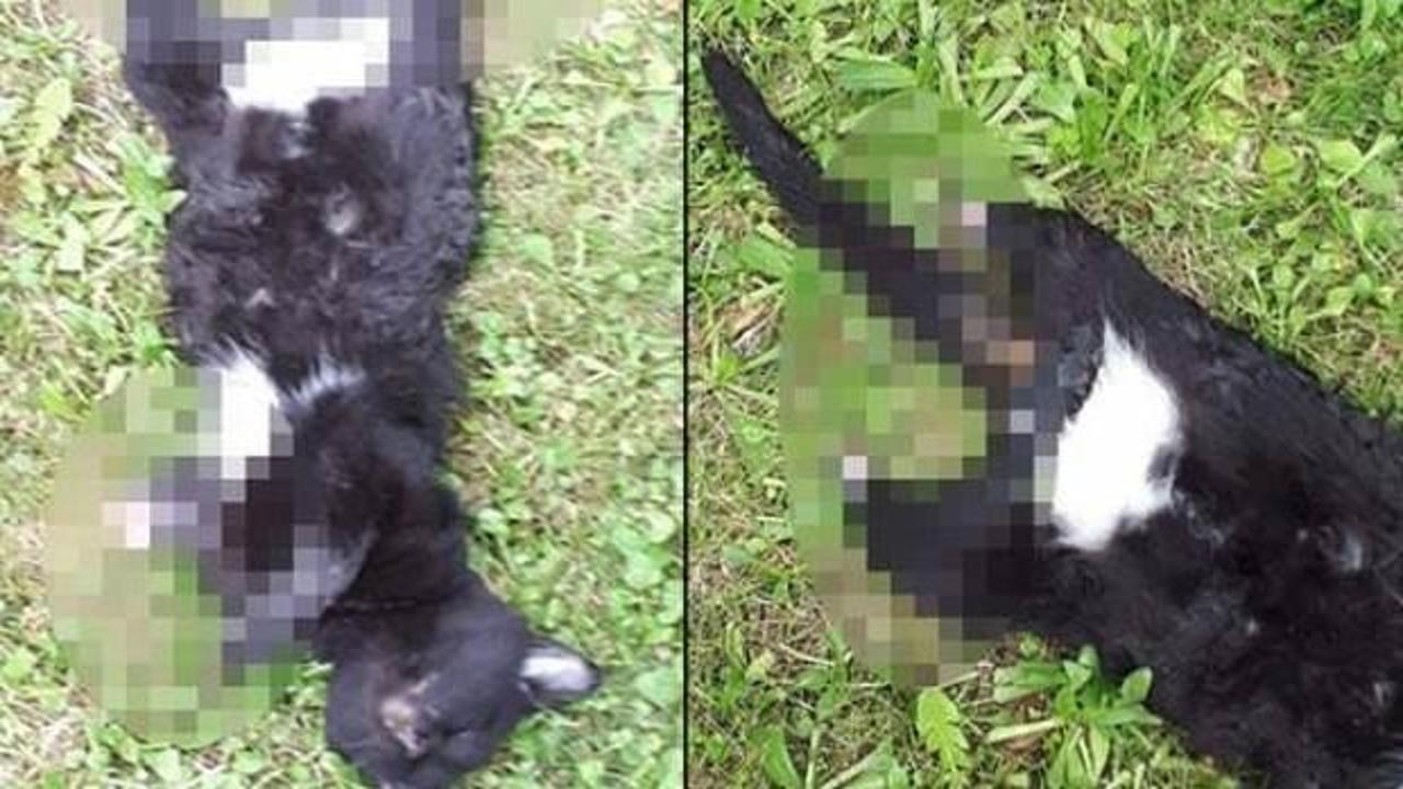 Yavru kediyi ayaklarını kesip &ouml;ld&uuml;rm&uuml;şler!