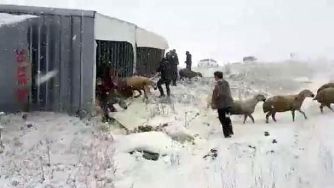 Devrilen TIR'daki koyunları çevredekiler kurtardı