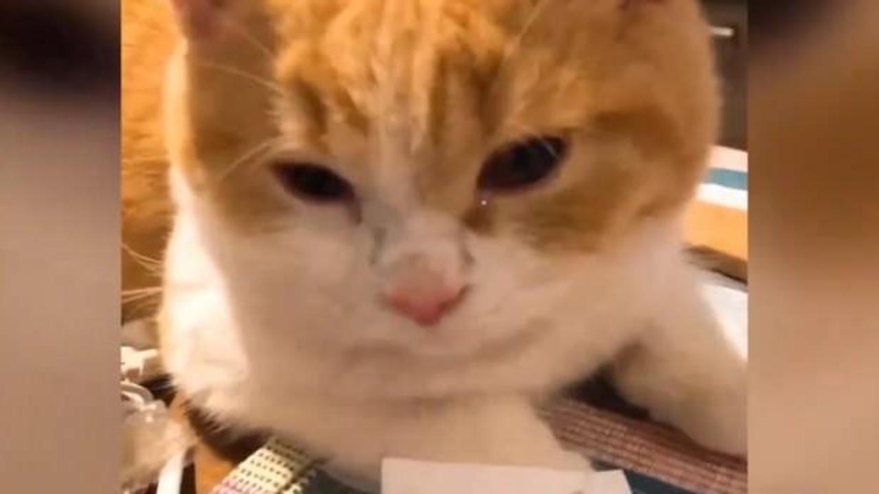 Soğan kesilirken ağlayan kedi herkesi g&uuml;ld&uuml;rd&uuml;