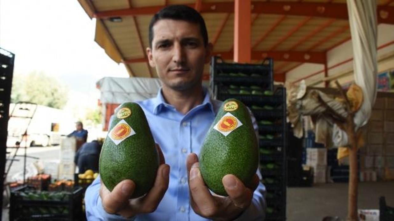 Alanyalı üreticiler Rusya'nın avokado talebine yetişemiyor