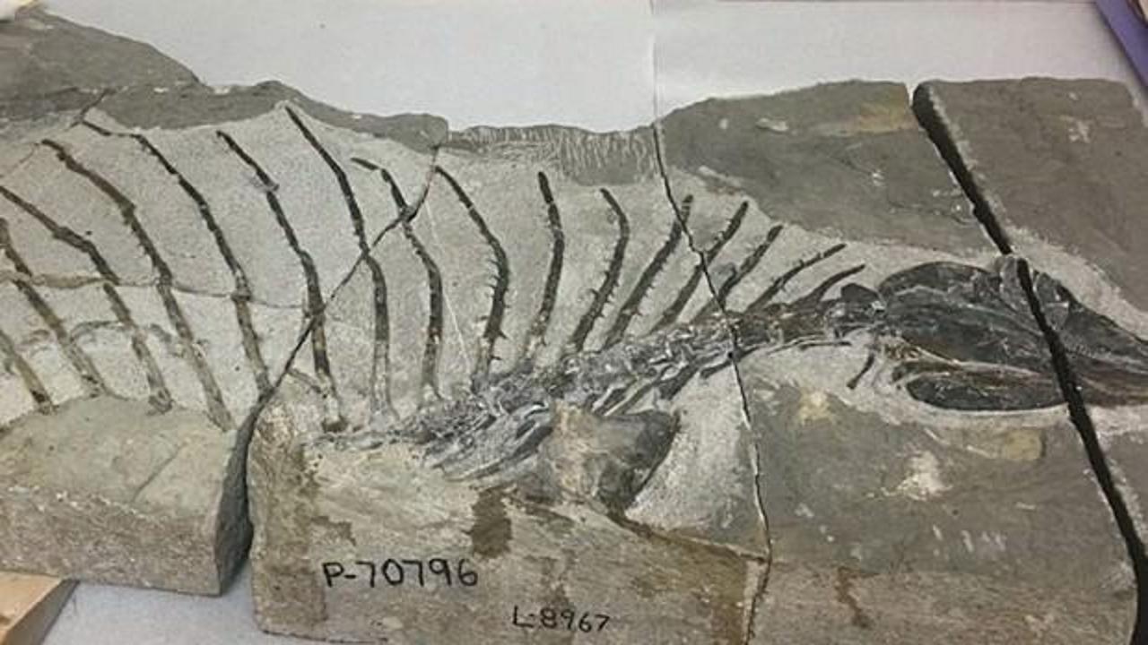 300 milyon yıllık otobur sürüngen fosili bulundu