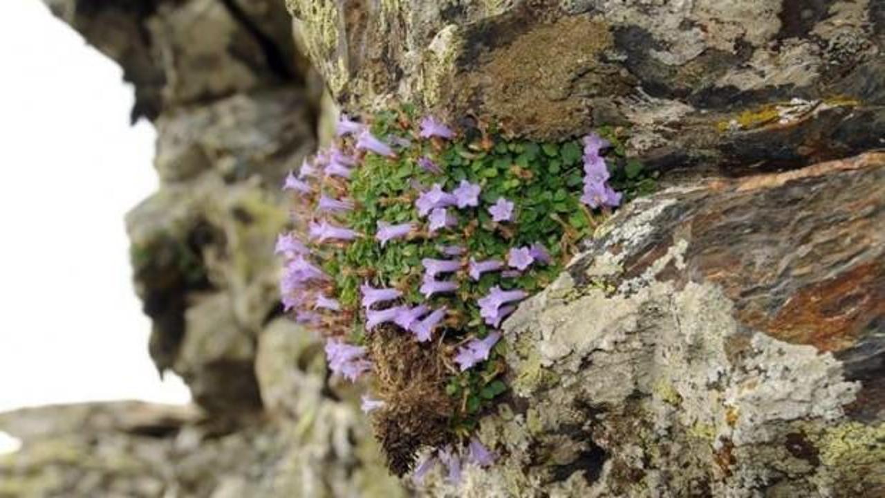 Kaya &uuml;zerinde b&uuml;y&uuml;yek &ccedil;i&ccedil;ek! İzmir'de keşfedildi