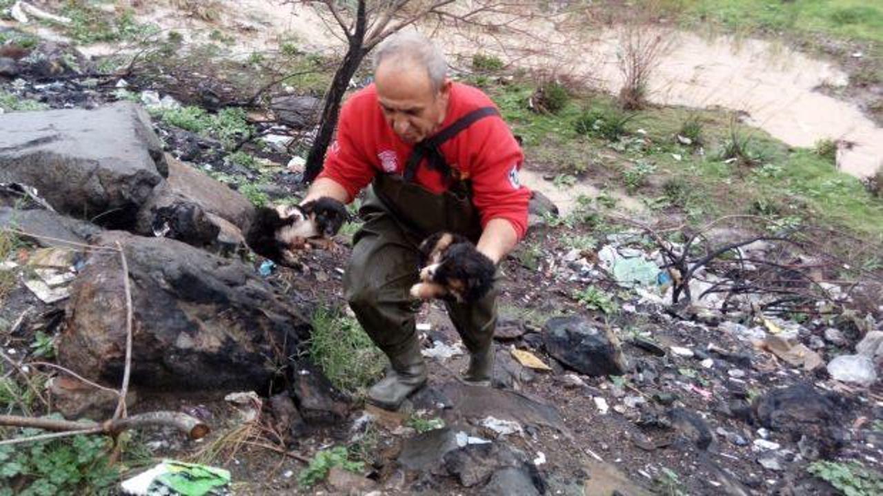 Dere yatağında mahsur kalan yavru köpekleri itfaiye kurtardı