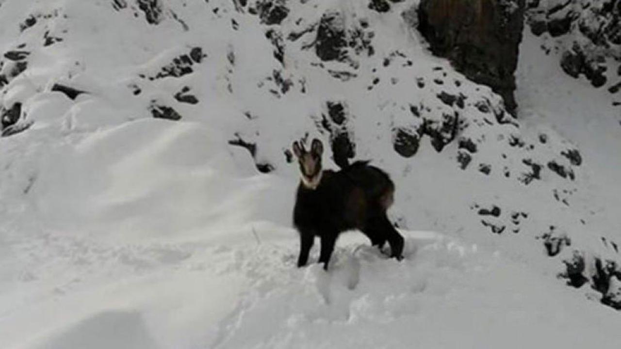 İlk kez görüntülendiler! Doğada yalnız 11 tane var