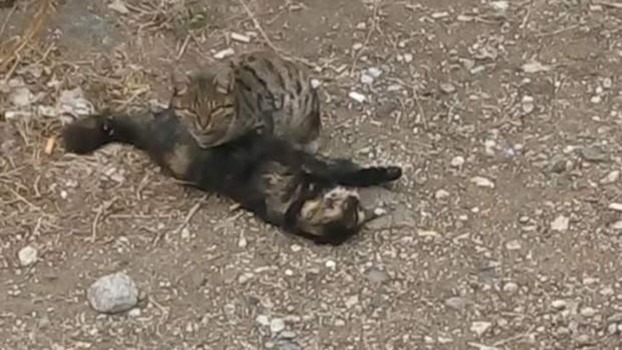 &Ouml;len kardeşinin başından ayrılmadı!