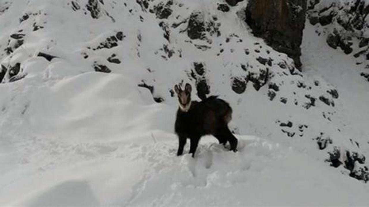 Sadece 11 tane var! Drone ile g&ouml;r&uuml;nt&uuml;lendi