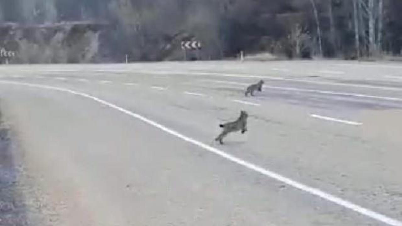 Sivas'ta şaşırtan olay! 3'&uuml; aynı anda g&ouml;r&uuml;nt&uuml;lendi