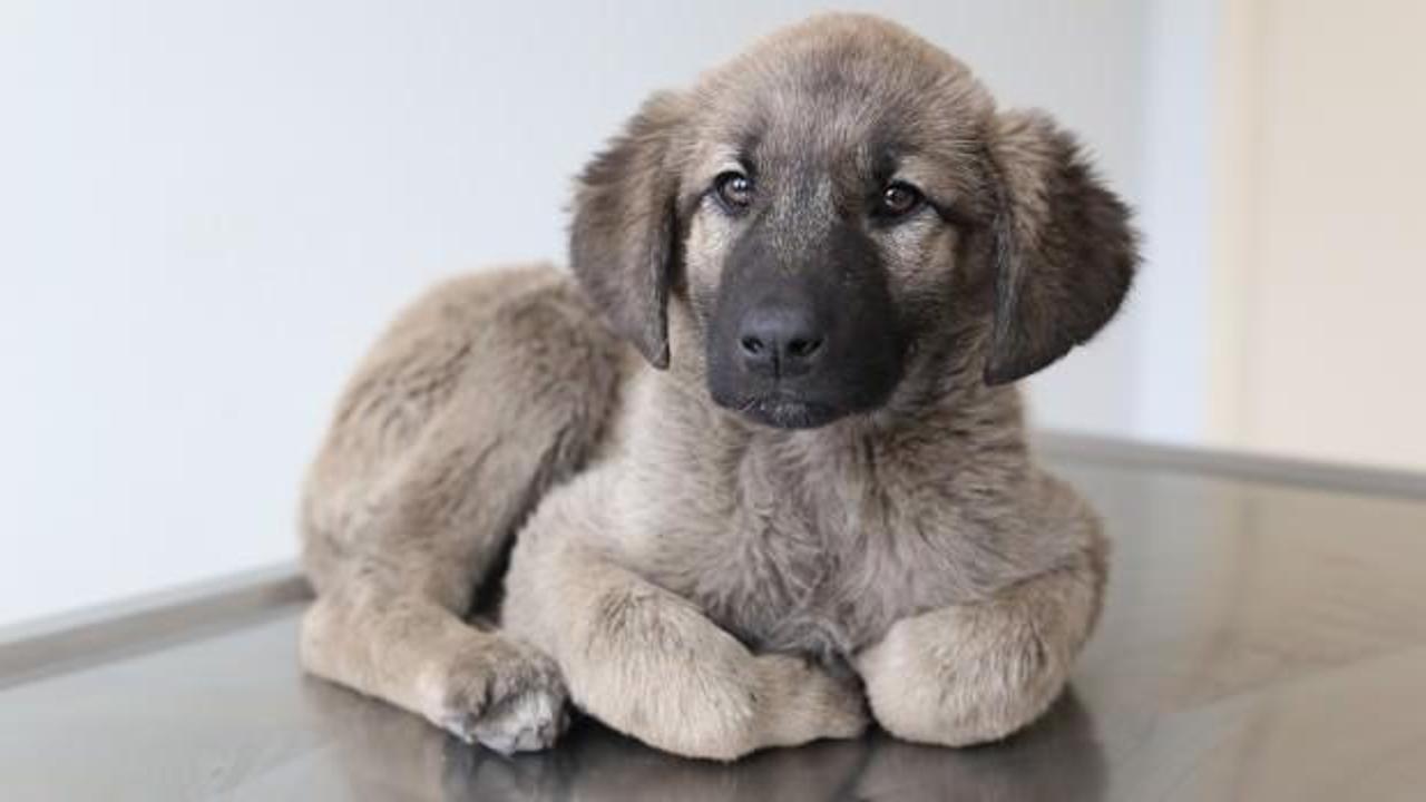 Yavru k&ouml;peğin bağırsağından vida &ccedil;ıktı