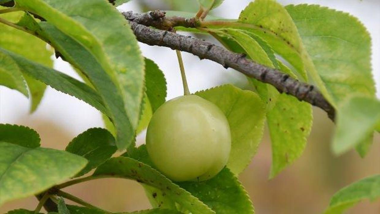 Manisa’da aralık ayında erik ağaçları meyve verdi
