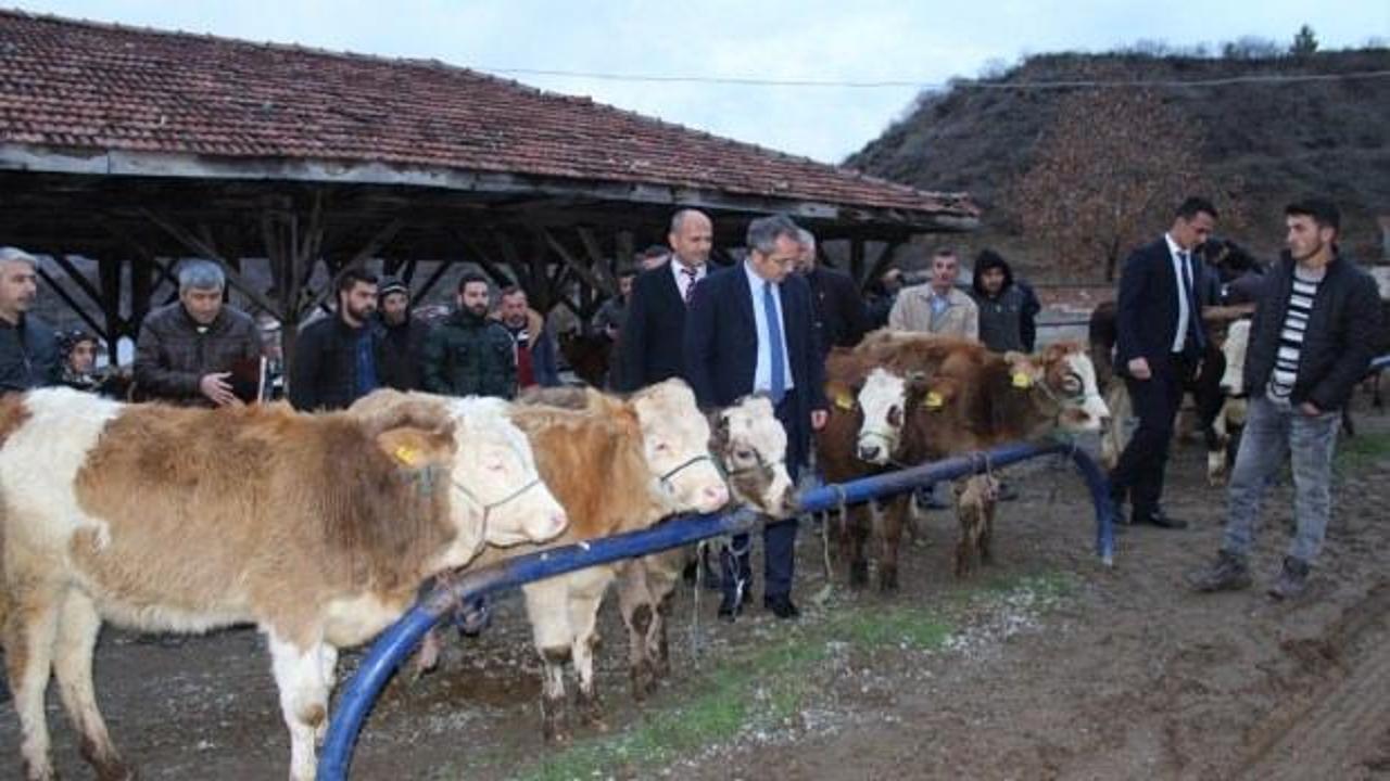 Tosya'da, genç çiftçilere 45 baş düve dağıtıldı