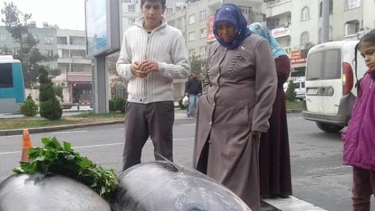 Şaşkınlıkla izlediler! Yaklaşık 400 kilo...