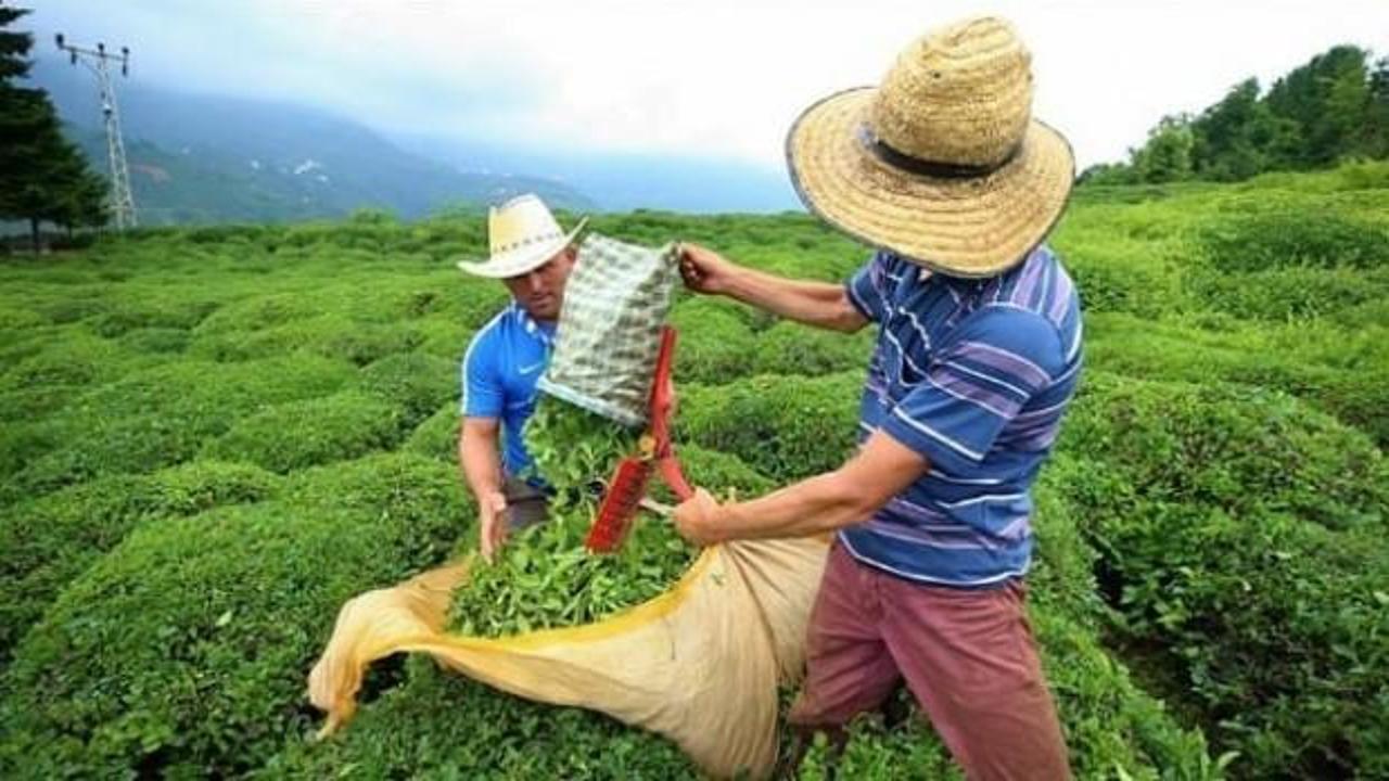 Çay ihracatından 6,3 milyon dolarlık gelir