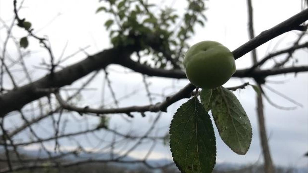 İznik'te erik ağaçları kış mevsiminde meyve verdi