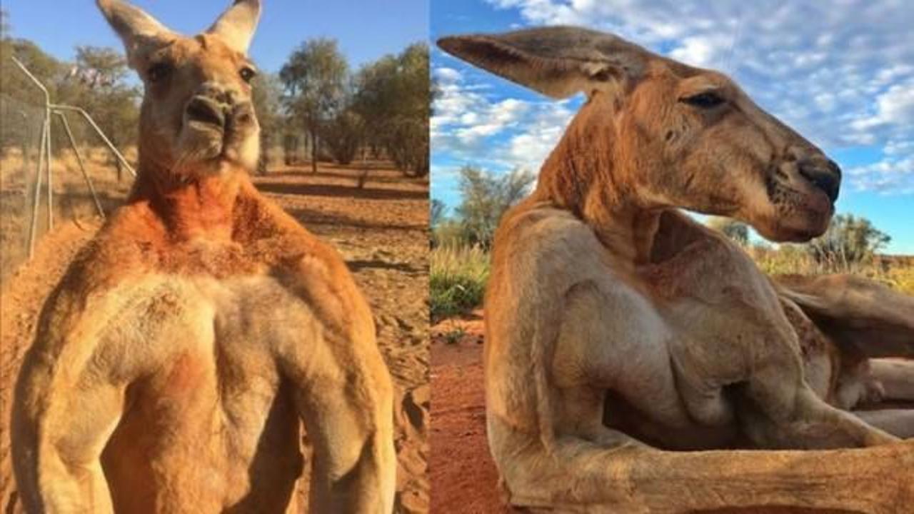 Kaslarıyla ünlenen o kangurudan kötü haber!