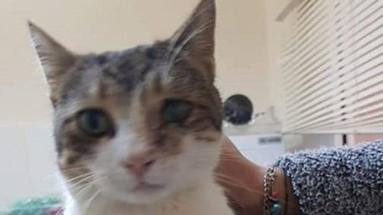 Antalya'da tüfekle vurulan kedi tedavi edildi