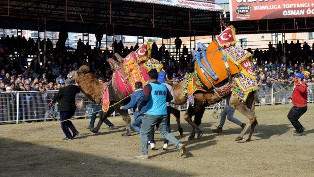 Kumluca 13. Geleneksel Deve Güreşleri yapıldı