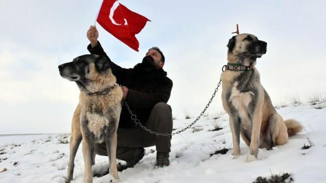 Avrupa ülkesinin tek umudu Türk kangalı!