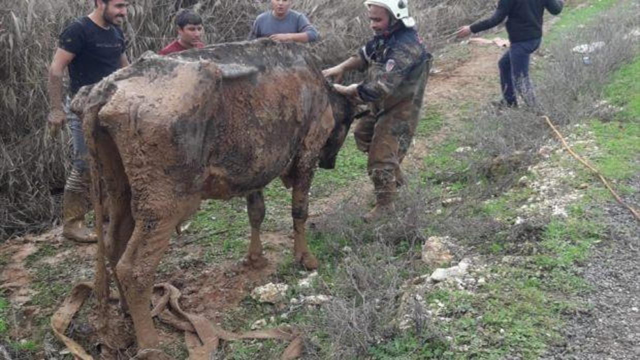 Şanlıurfa'da tahliye kanalına düşen inek kurtarıldı