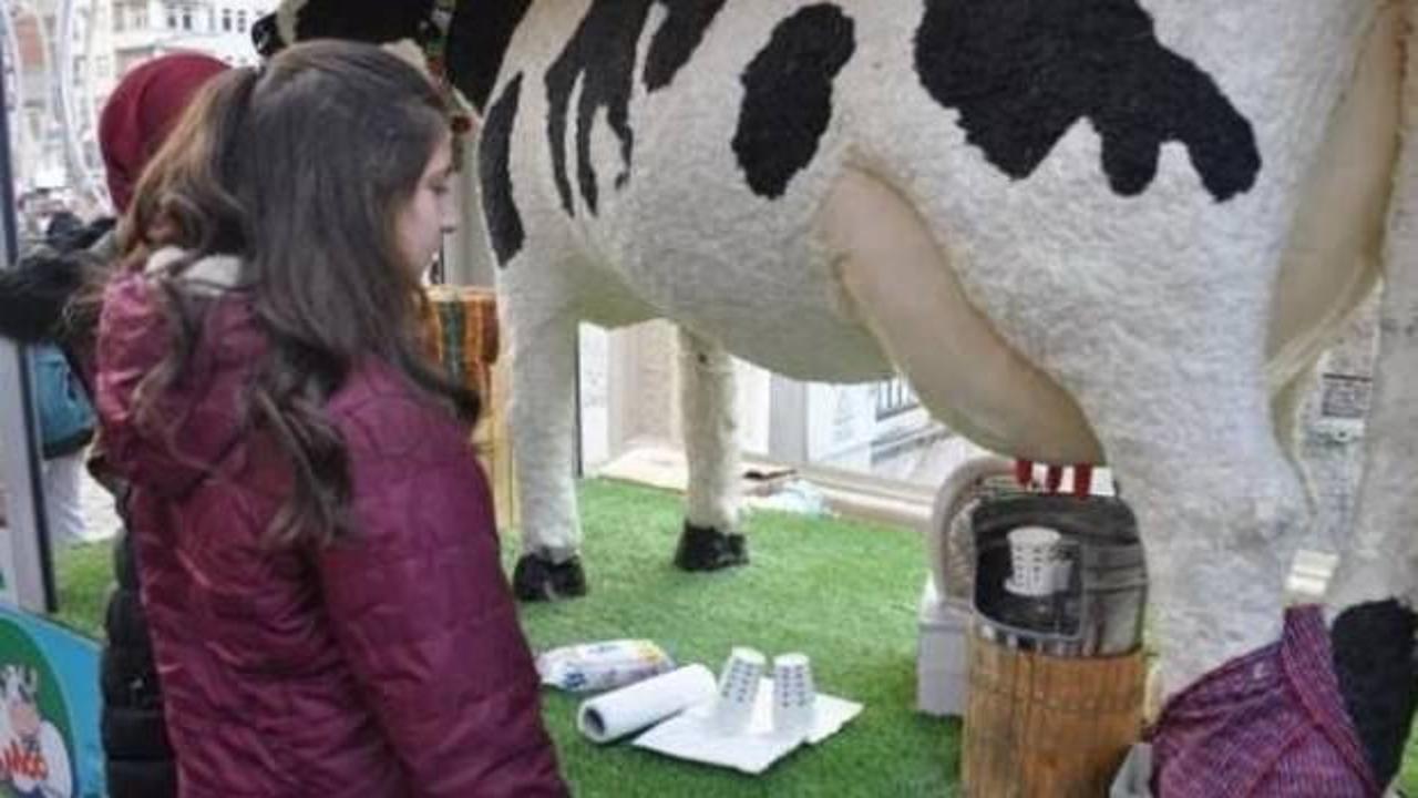 Akıllı inek aromalı s&uuml;t veriyor!