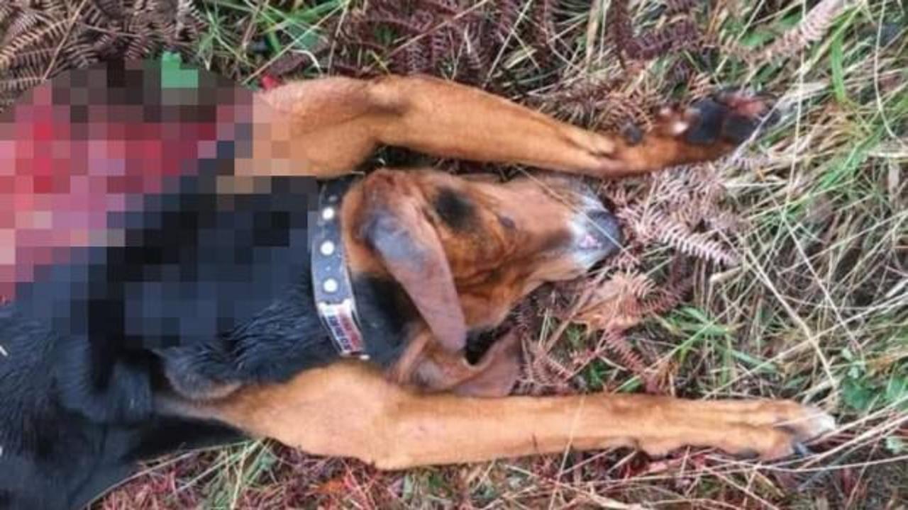 Korkun&ccedil; g&ouml;r&uuml;nt&uuml;! Av k&ouml;peğini parampar&ccedil;a ettiler