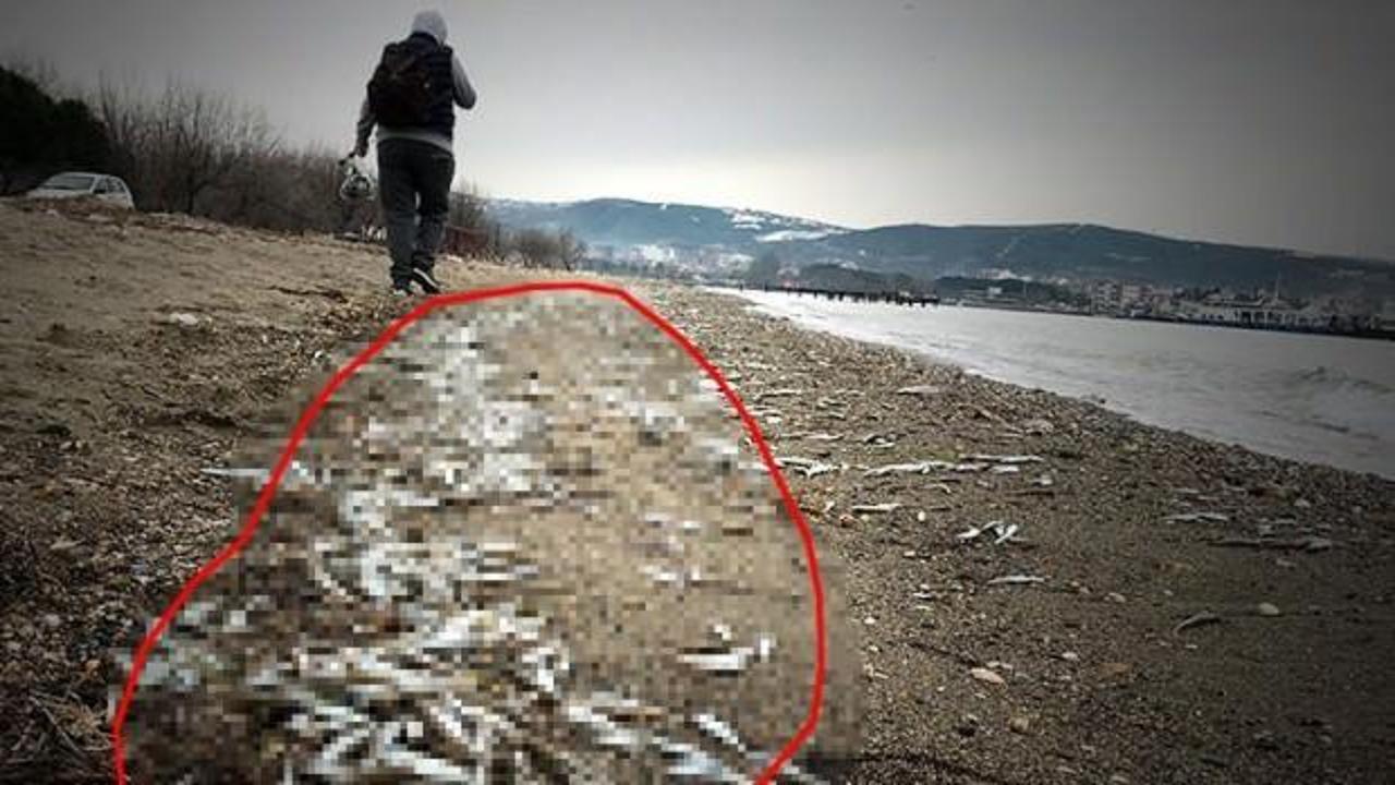 &Ccedil;anakkale'de g&ouml;r&uuml;nt&uuml;lendi! Y&uuml;zlercesi karaya vurdu