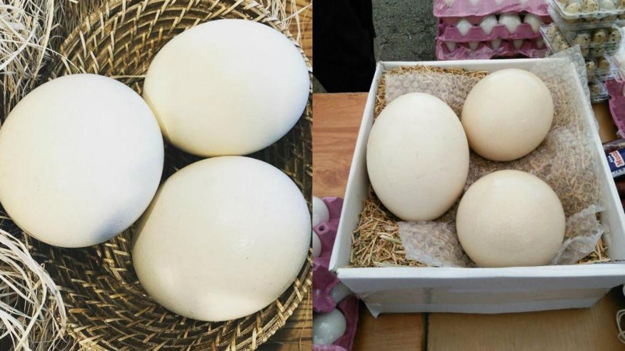 Deve kuşu yumurtasının faydaları nelerdir? Hangi hastalıklara iyi gelir?