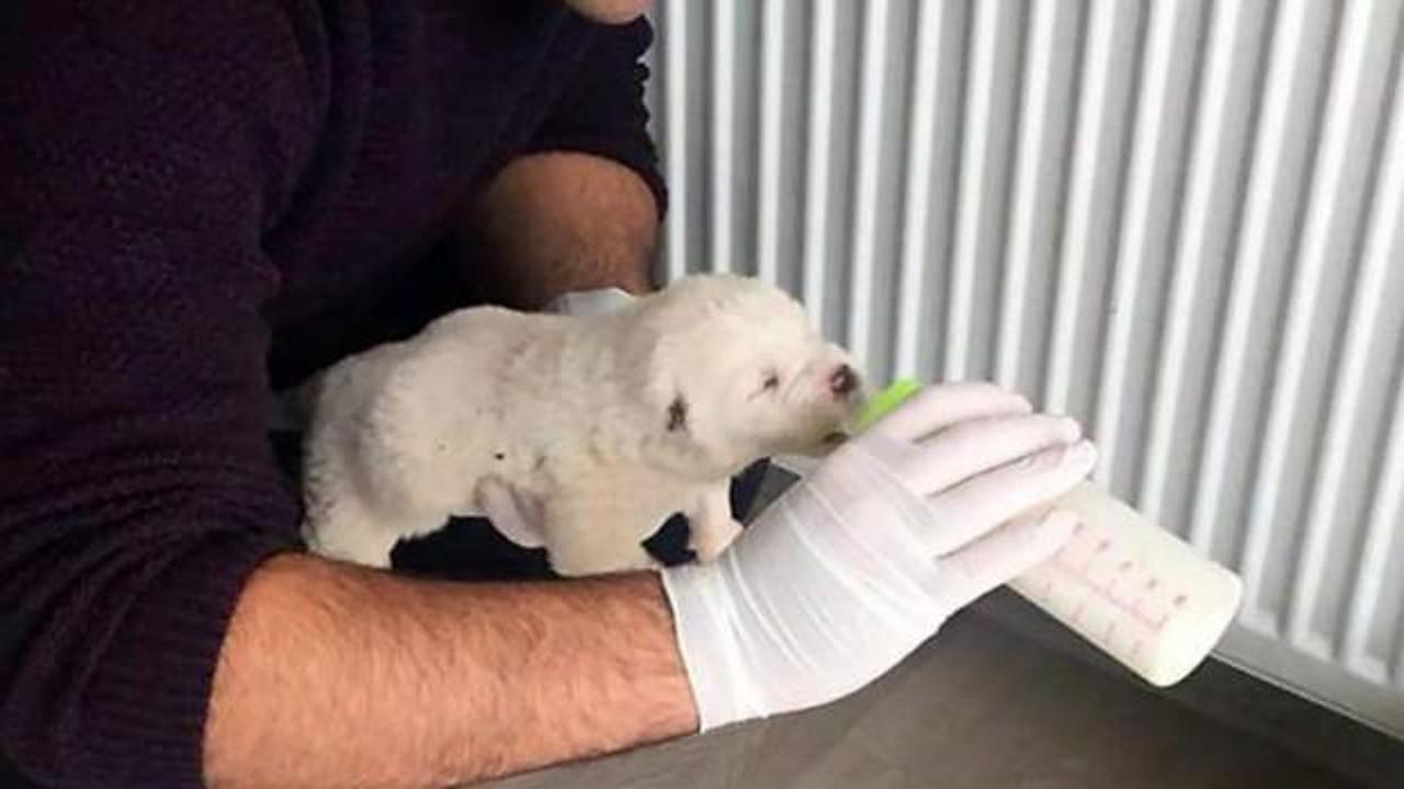 Donmak &uuml;zereyken bulundu, biberonla beslendi