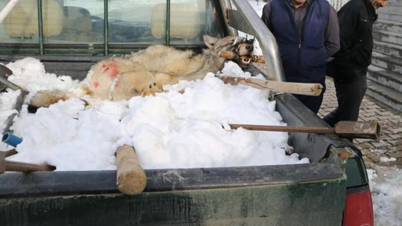 Köylüler yakaladı! Kaymakam öğrenince...